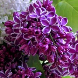 Meet your Posher, Sara meyers